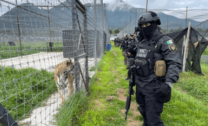 Autoridades aseguran predio con leones maltratados