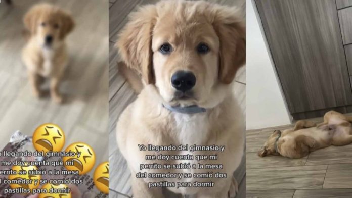 Perrito se come pastillas para dormir 