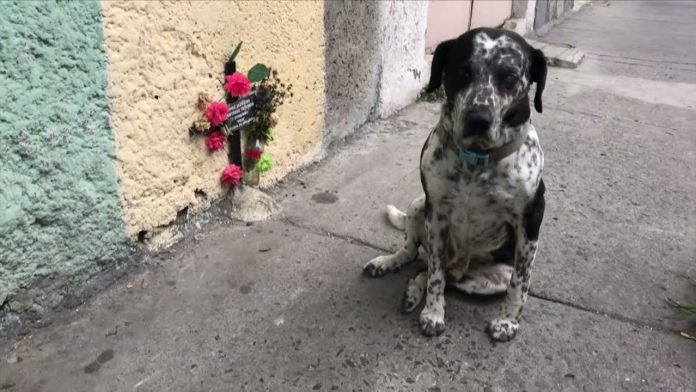 Payaso: el perrito que aún espera a su dueño que falleció hace un año