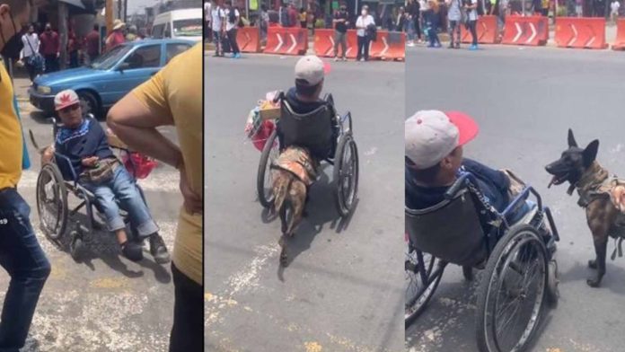 Perrita ayuda su dueño con discapacidad; empuja su silla de ruedas