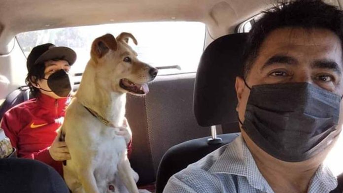 Taxista de perros