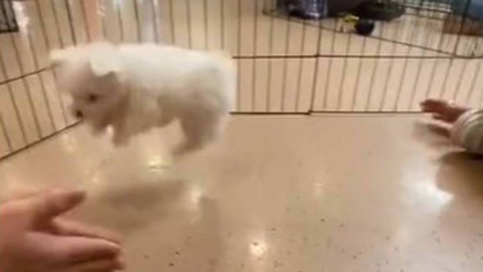 Perrito