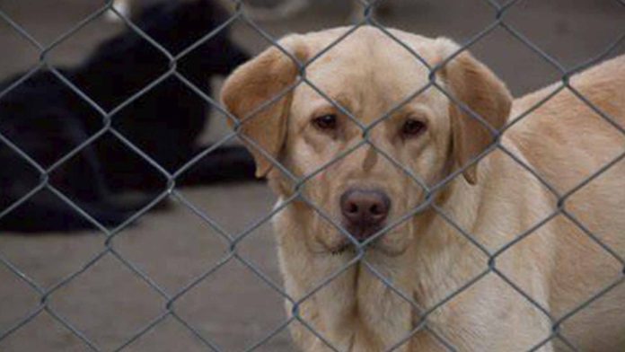 ¿Tacos de firulais? se vitaliza foto de presunta cabeza de perro en una taquería 