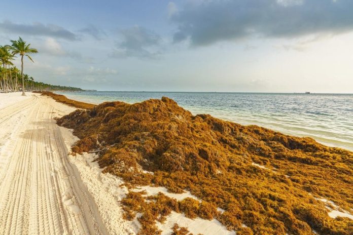 Sargazo, amenaza al turismo mexicano