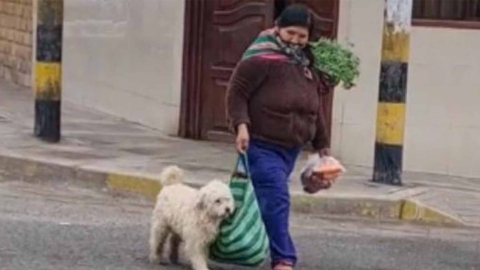 Perrito le ayuda a su dueña a cargar la bolsa del mandado