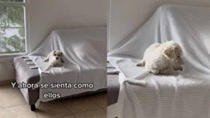 Perrito se vuelve viral por saber sentarse como un gato