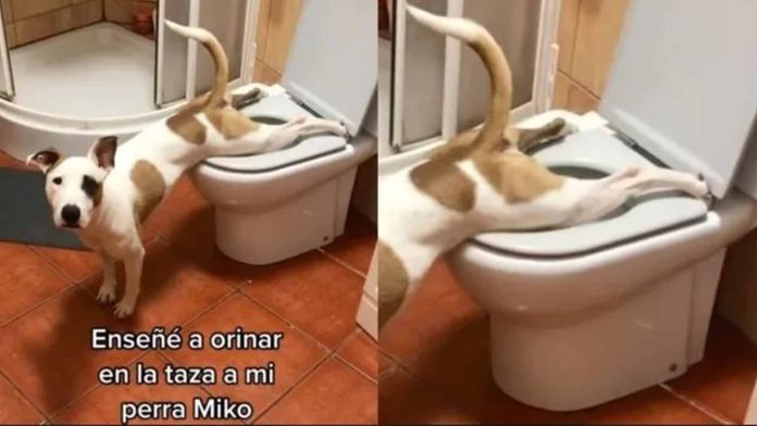 Perrito aprende a hacer del baño en el excusado