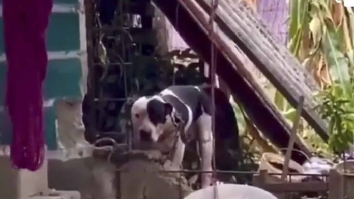 Perrito casi le arranca brazo a hombre que intentó meterse a su casa