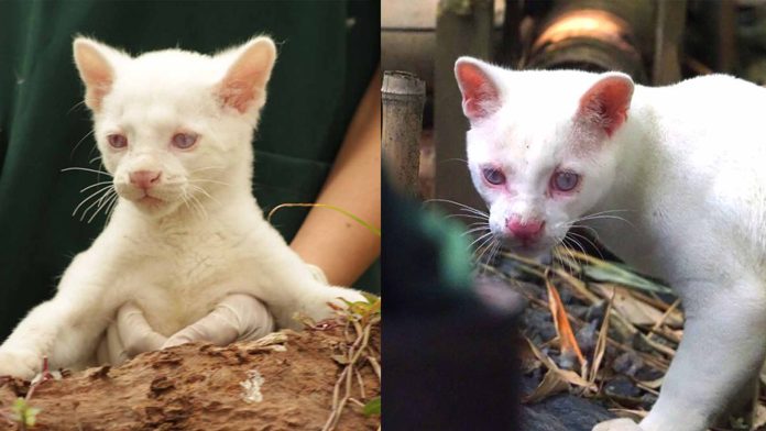 Descubren el primer ocelote albino del mundo