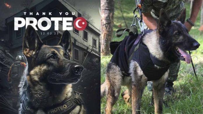 En honor a 'Proteo' el perro rescatista, el distrito de Sariyer, en Estambul, erigirá una estatua en su memoria.