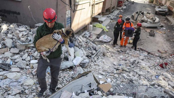 Más de 700 animales rescatados serán puestos en adopción tras sismos en Turquía y Siria