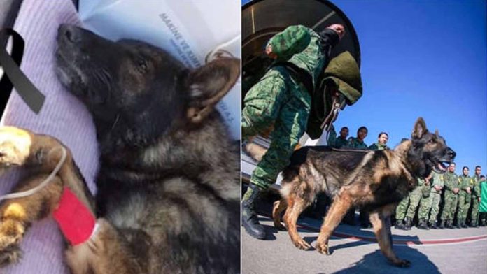 Perritos rescatistas despiden a Proteo quien perdió la vida en Turquía