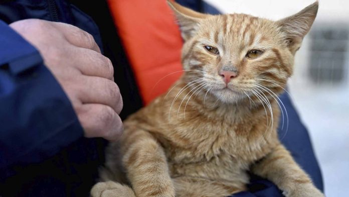 Recatan a gatito entre los escombros a 11 días de la tragedia en Turquía