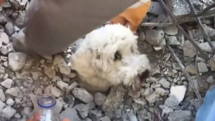 Rescatan con vida a un perrito atrapado entre los escombros tras sismo en Turquía
