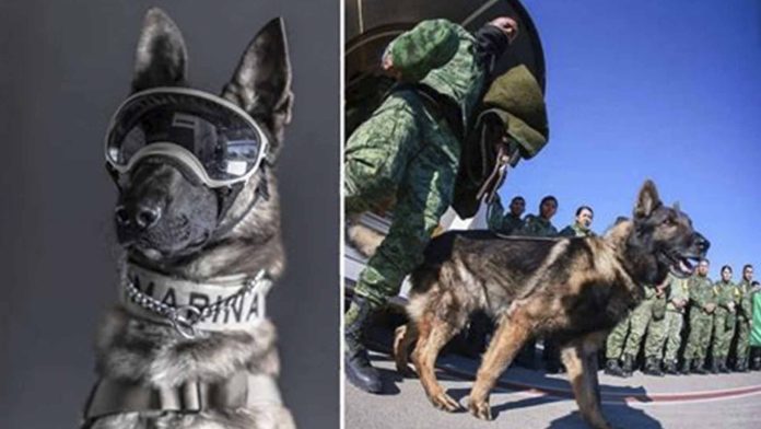 ‘Proteo’, el perrito rescatista murió a causa de las condiciones climatológicas en Turquía