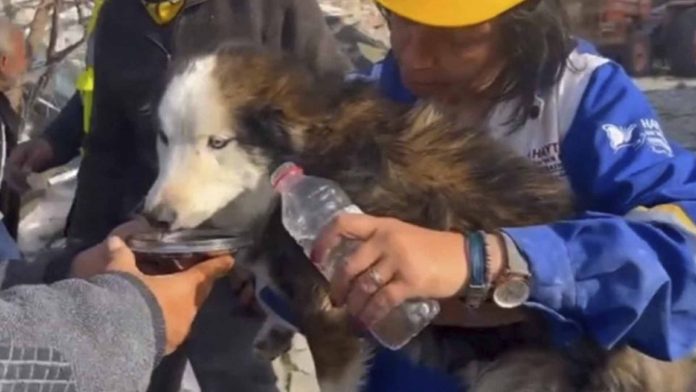 Rescatan con vida a un perrito tras 22 días bajo los escombros