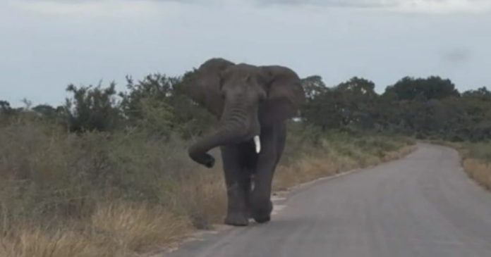 Video: Elefante persigue furioso a turista que pasaba cerca de él