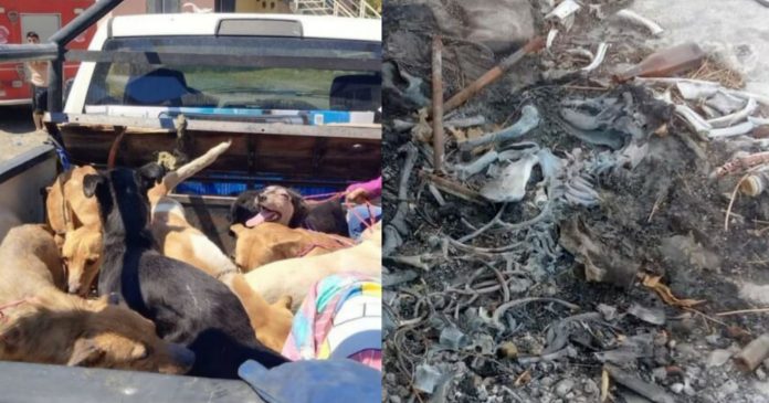 11 perros y otros 50 cadáveres rescatados de vivienda, el responsable fue capturado