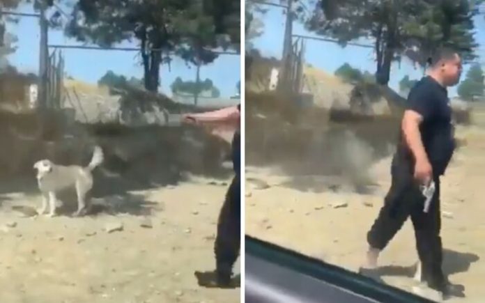 Imágenes fuertes: Hermano de Excandidato a presidente mata a tiros a perrito callejero