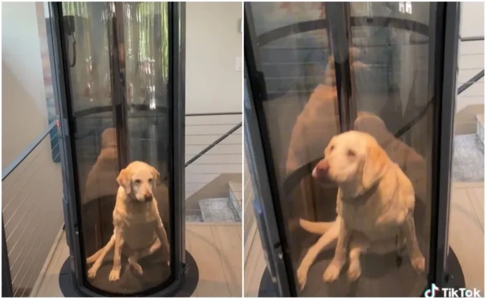 Video: Familia construye elevador para su perro
