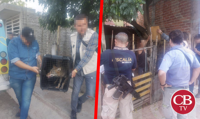 Un coyote y tres perritos maltratados son rescatados por la FGE
