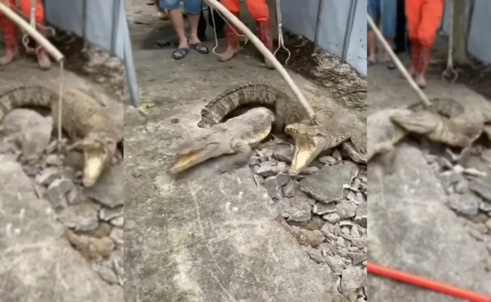 Video: Ruidos bajo el asfalto los alarman y sacan a tres cocodrilos