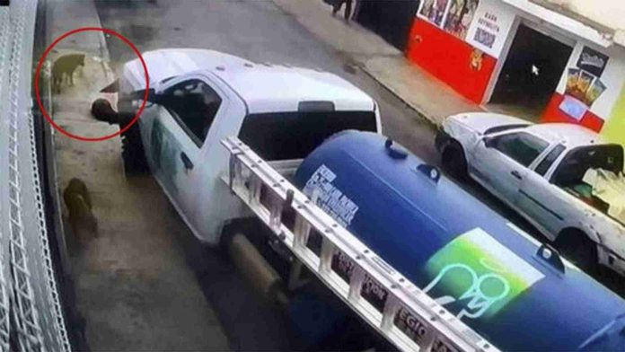 Repartidor de gas atropella a perritos callejeros en Pachuca