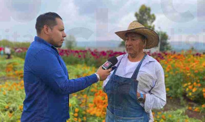 Tarímbaro: Don Lorenzo feliz porque gracias a dios sus ventas de flor de Cempasúchil van en aumento