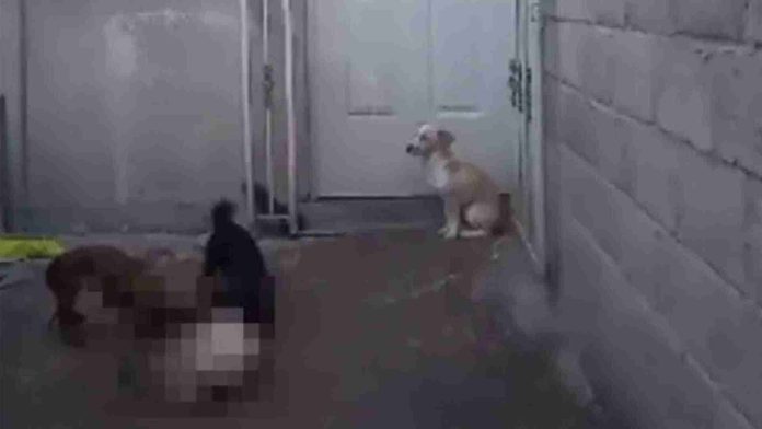 Hombre recoge perritos callejeros para dárselos de comer a sus mascotas