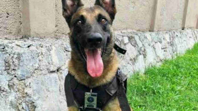 Agente canino muere durante labores de rescate en Acapulco.