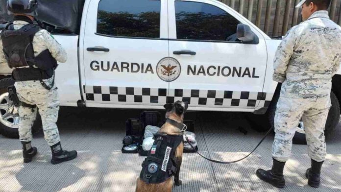 Guardia Nacional jubila a 34 perritos