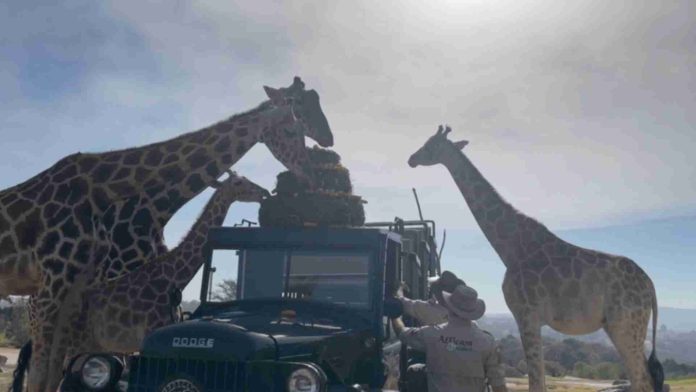 Benito se encuentra con su nueva familia en Africam Safari