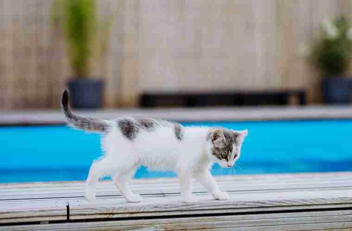 #VIDEO: Denuncian a una mujer por intentar lanzar a un gato a una piscina