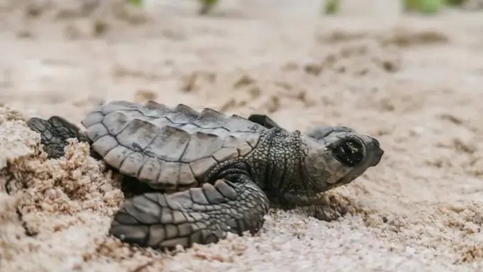 Yucatán se prepara para llegada de tortugas
