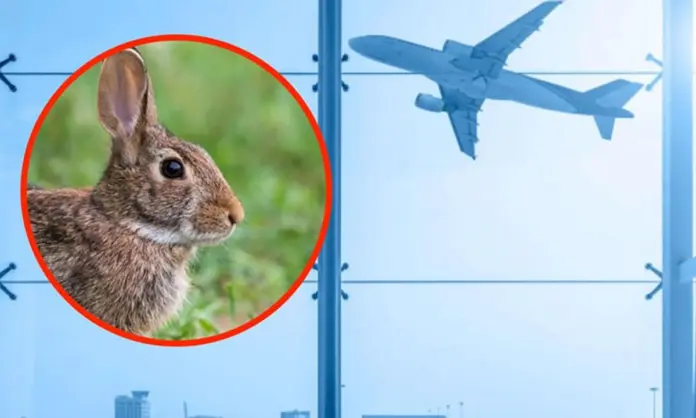 #video: Avión de United Airlines se incendia y realiza aterrizaje de emergencia; el accidente fue provocado por un conejo