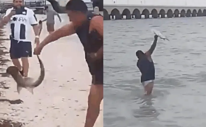 Turista maltrata a cría de tiburón martillo en Yucatán