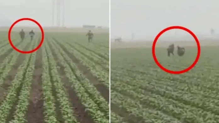 #Video: Agentes de ICE persiguen a trabajadores migrantes en un campo de cultivo en California