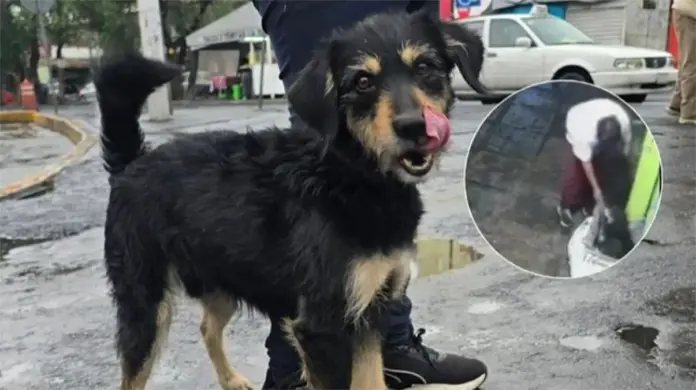 #Video: Tras sufrir un robo, perrito es adoptado