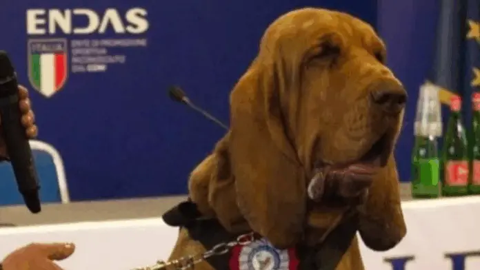 Indigna en Italia muerte de perro policía tras ingerir comida con clavos