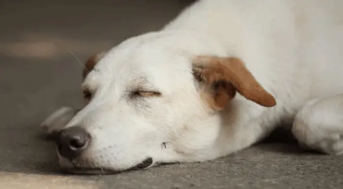 Fiscalía de Puebla realiza primer protocolo forense por muerte de un perrito