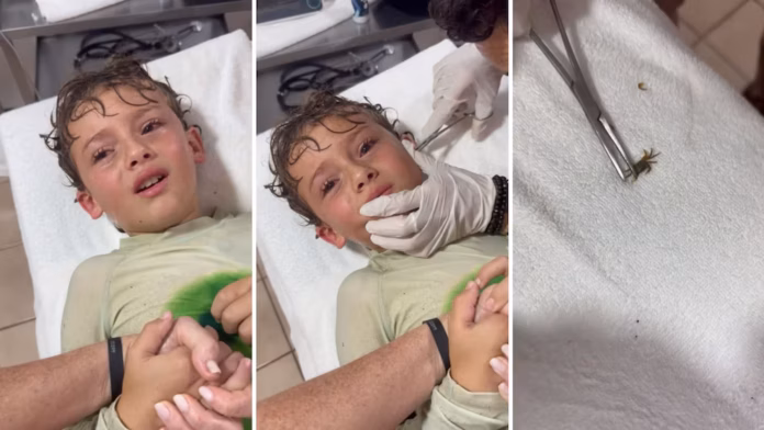 #Video: Niño va al doctor para que le saquen un cangrejo de la oreja y se vuelve viral