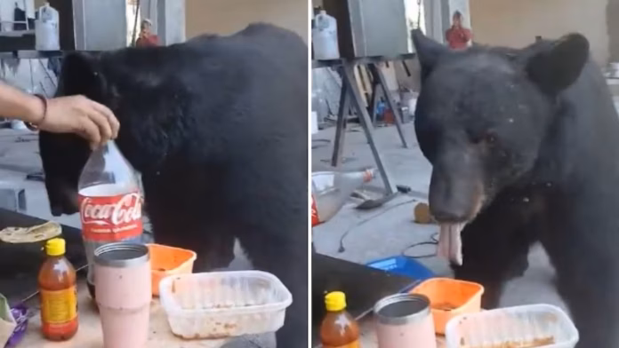 #Video: Oso toma merienda con trabajadores en Monterrey