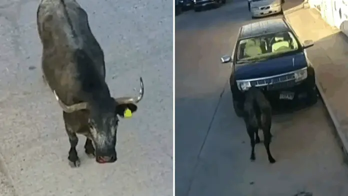 #Video: Toros sueltos causan pánico en las calles de San Felipe, Guanajuato