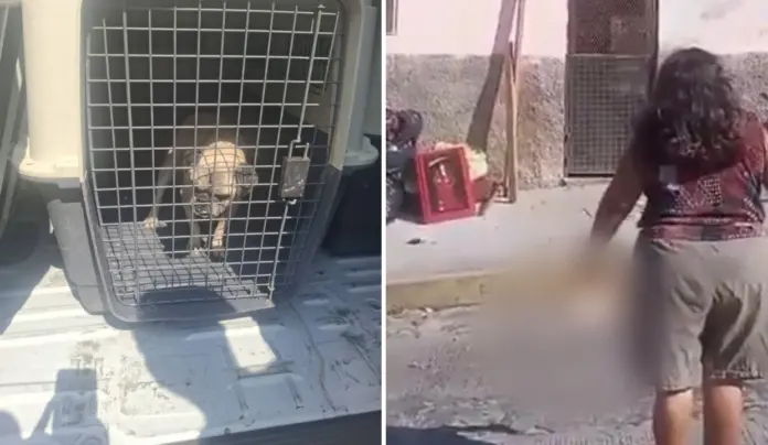 Maltrato animal en Chiapas: Arrojan a un perrito desde el segundo piso en Tuxtla Gutiérrez | VIDEO