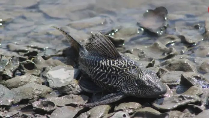 El Pez Diablo empieza a morir en Laguna del Carpintero, Tampico