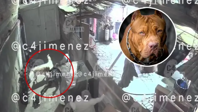 Mujer es atacada por perros pitbull en Tláhuac | VIDEO