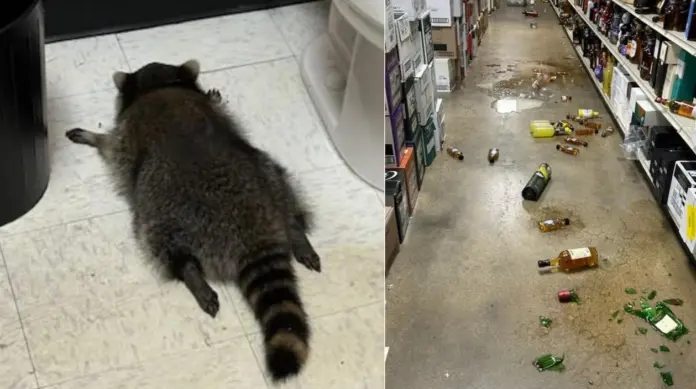 Mapache irrumpe en una licorería de Virginia y termina borracho en el baño
