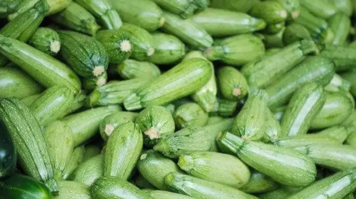 Calabaza podría alcanzar hasta 70 pesos por kilo durante temporada de lluvias